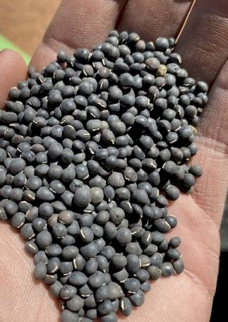7mt Benetas Vetch Seed