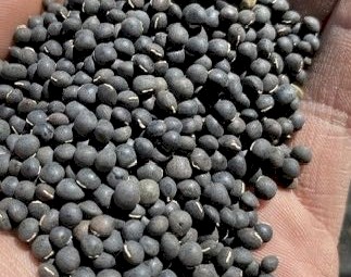 7mt Benetas Vetch Seed