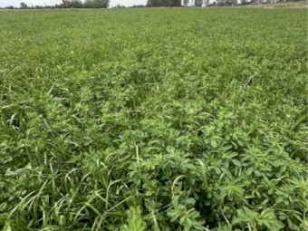 Lucerne and Rye Hay 4x4 Rolls