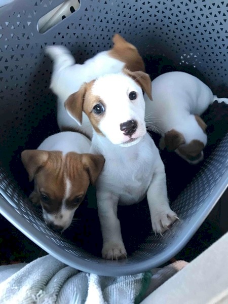 Jack Russell pup