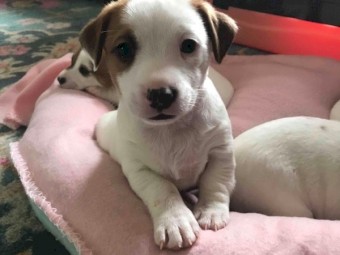 Jack Russell pup