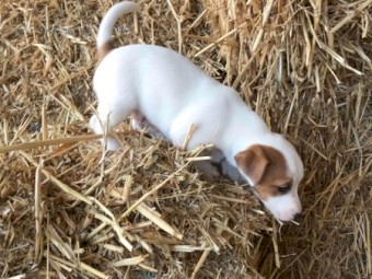 Jack Russell pup