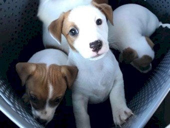 Jack Russell pup