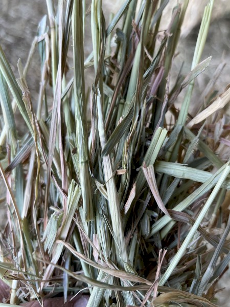 80mt Oaten Hay 8x4x3 Bales