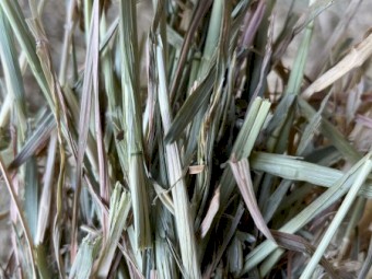 80mt Oaten Hay 8x4x3 Bales