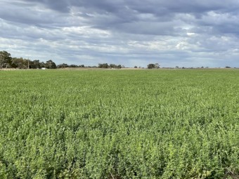 EOI 100mt approx. Lucerne Silage 8x4x3 Bales