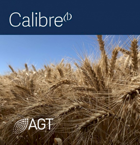 30t Calibre Wheat Seed
