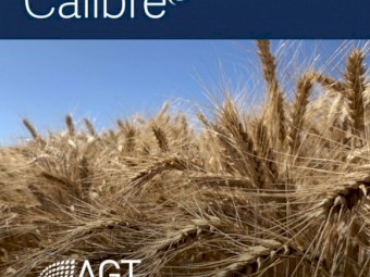 30t Calibre Wheat Seed