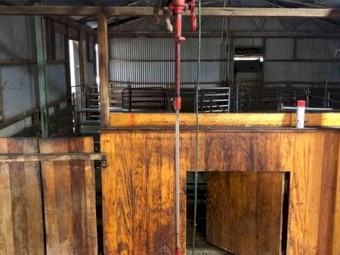 Sunbeam Super Pro Shearing Plants x 2