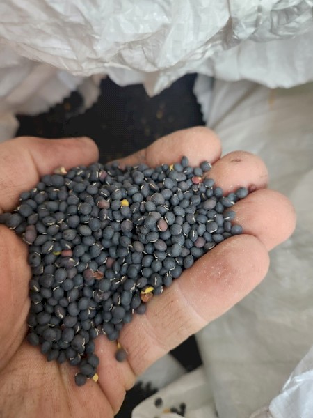 Vetch,  Benetas, 400kg only