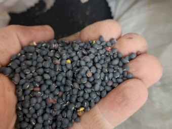 Vetch,  Benetas, 400kg only