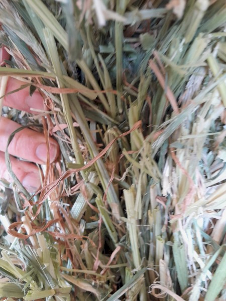 Barley Hay Small Square Bales