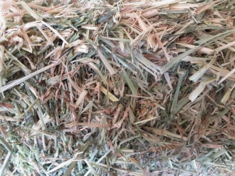 Barley Hay Small Square Bales