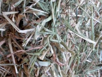 Barley Hay Small Square Bales