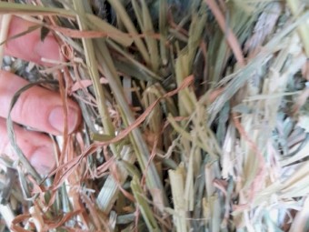 Barley Hay Small Square Bales