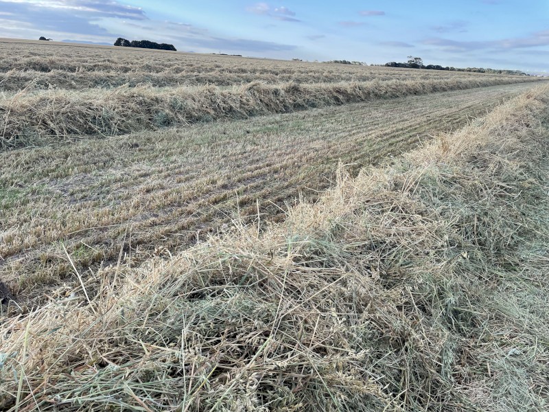 Oaten/Rye pasture rolls hay