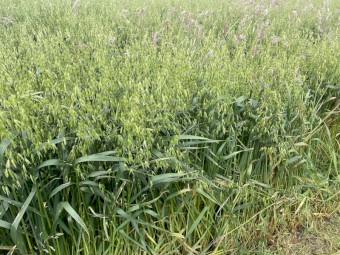 Oaten/Rye pasture rolls hay