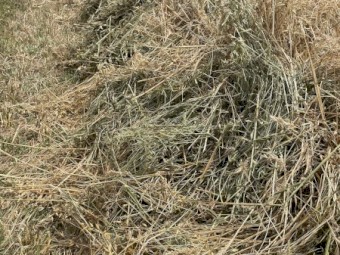 Oaten/Rye pasture rolls