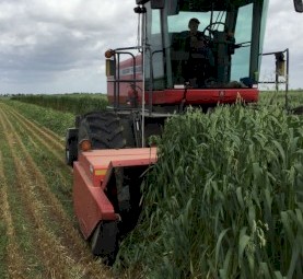 Massey Ferguson WR 9635 Swather