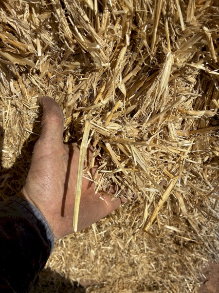 Barley Straw 8x4x3 Bales