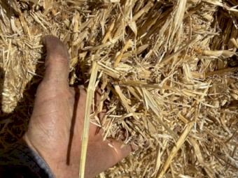 Barley Straw 8x4x3 Bales