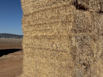 Barley Straw 8x4x3 Bales