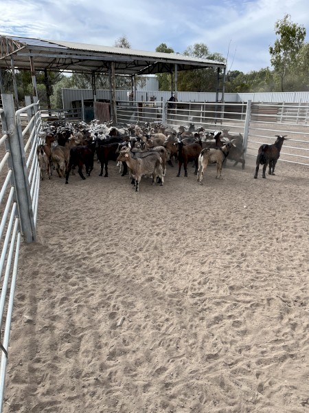 203 young mixed sex goats