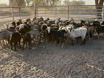 203 young mixed sex goats