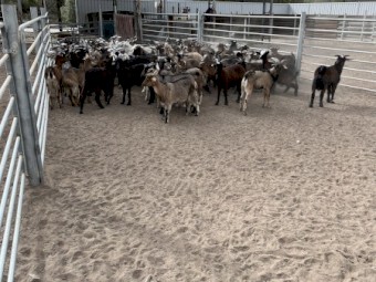 203 young mixed sex goats