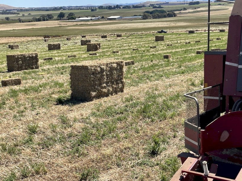 Pasture Hay Small Squares