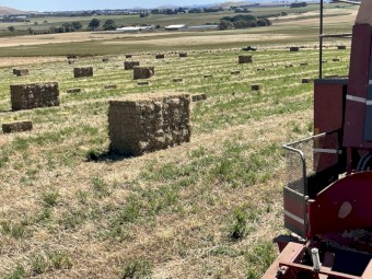 Pasture Hay Small Squares