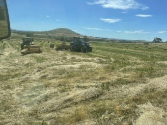 Pasture Hay Small Squares
