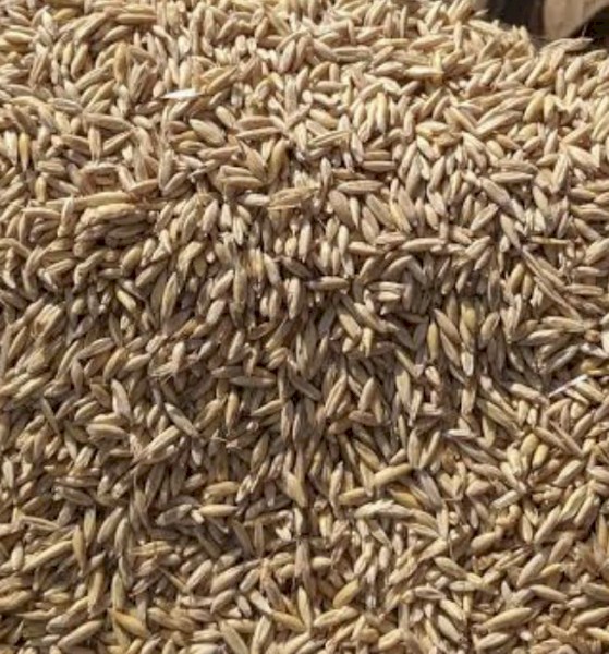 Yallara Duel purpose oats 