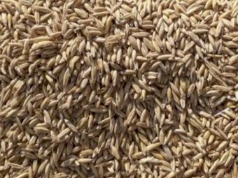 Yallara Duel purpose oats 