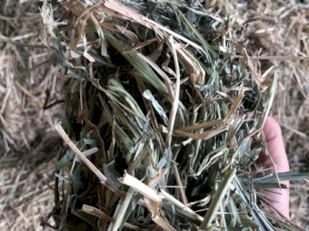 Sudan grass hay