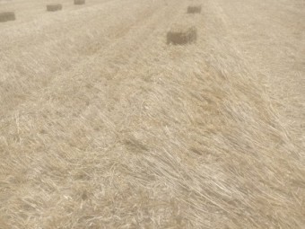 wheat straw small bales