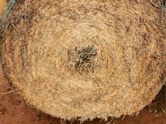 250mt Vetch Hay 5x4 Rolls