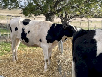 Friesian Steers 