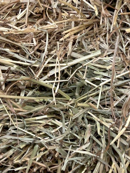 Meadow Hay Small Squares