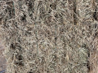 Meadow Hay Small Squares