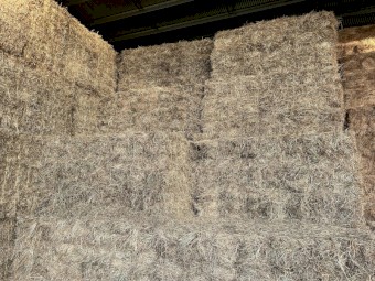 Meadow Hay Small Squares