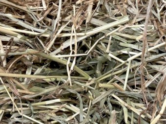 Meadow Hay Small Squares