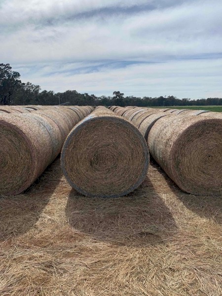 95mt First Cut Lucerne 380kg 5x4 Rolls