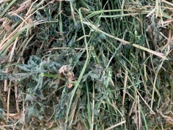 95mt First Cut Lucerne 380kg 5x4 Rolls