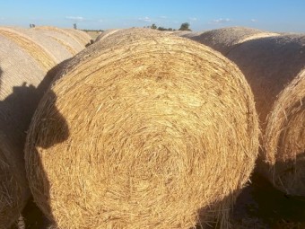 200 x Oaten Hay 5x4 Bales