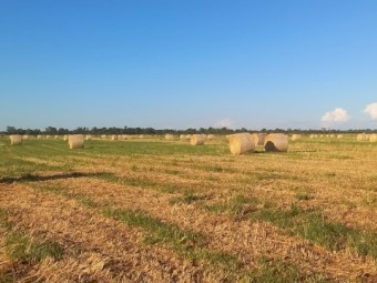 200 x Oaten Hay 5x4 Bales