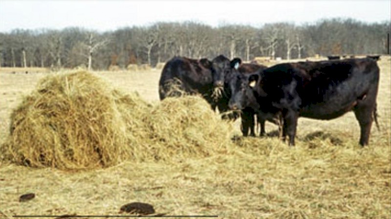 WANTED Good Second Hand Square Bale Feeders