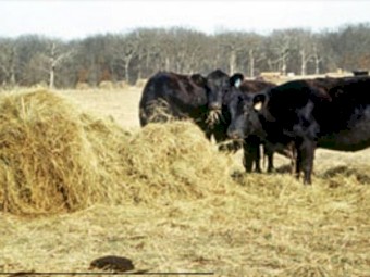 WANTED Good Second Hand Square Bale Feeders