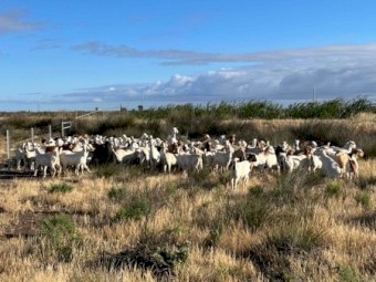 Boer X Goats