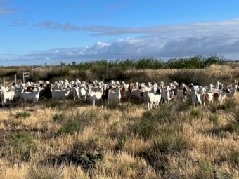 Boer X Goats